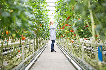 Gartenbau Studium Pflanze Umwelt Studieren